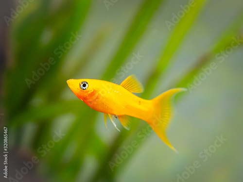 yellow molly fish (Poecilia sphenops) swimming on a fish tank