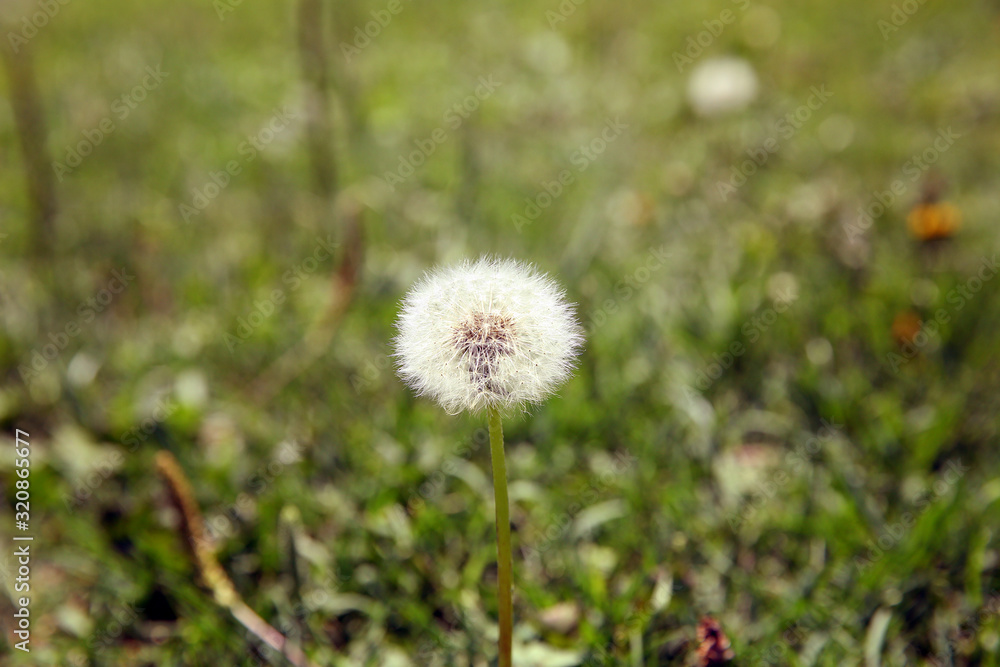 Dandelion fluff on green grass background. Dandelion on a background of green grass. Beautiful blurred bokeh . Close-up view of dandelion on grass with place for the text . Dandelion fluff on green grass background. Dandelion on a background of green grass. Beautiful blurred bokeh . Close-up view of dandelion on grass with place for the text .