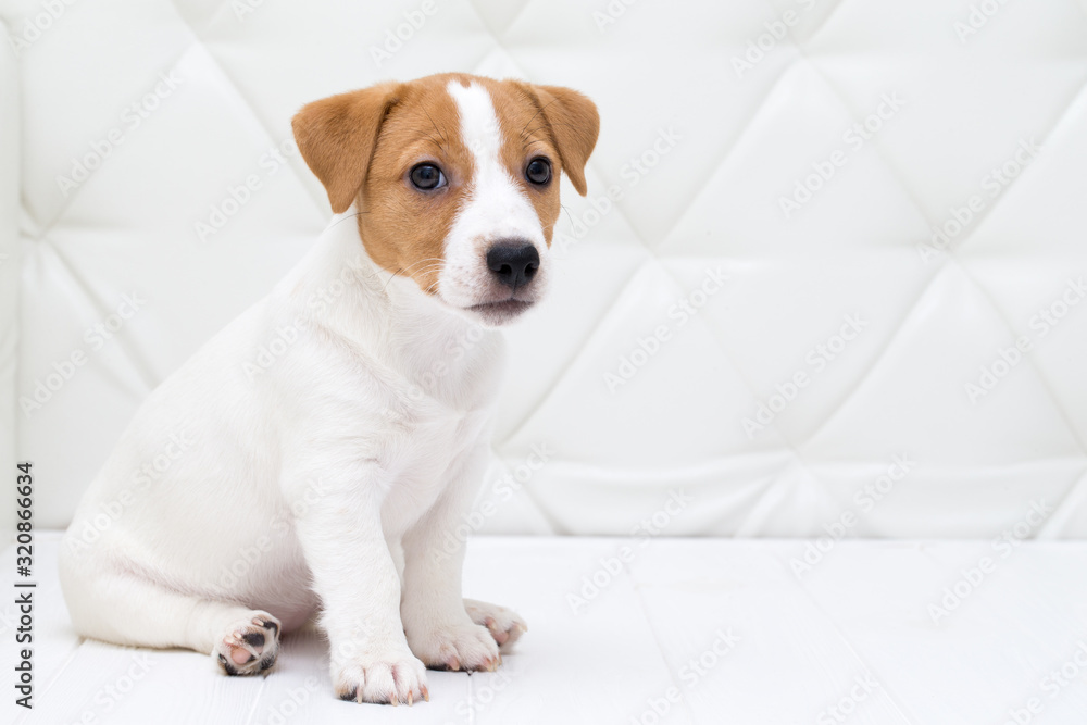 Puppy sitting on floor.  Jack russell terrier