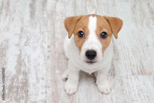 Puppy sitting on floor. Jack russell terrier