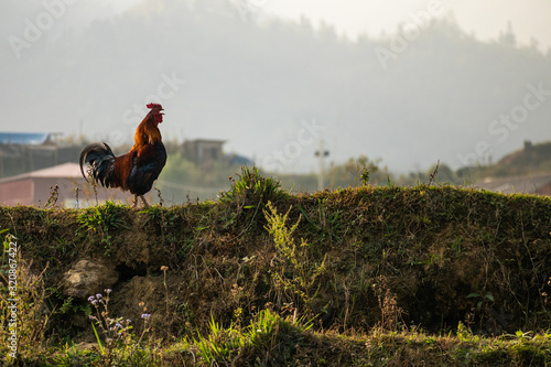 Hahn in vietnamesischen Reisfeld photo