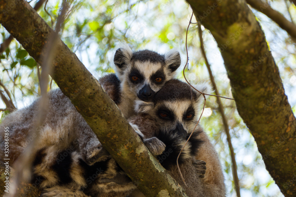 Obraz premium Ring-tailed lemur (Lemur catta / cata) on the island of Madagascar at the Isalo National Park