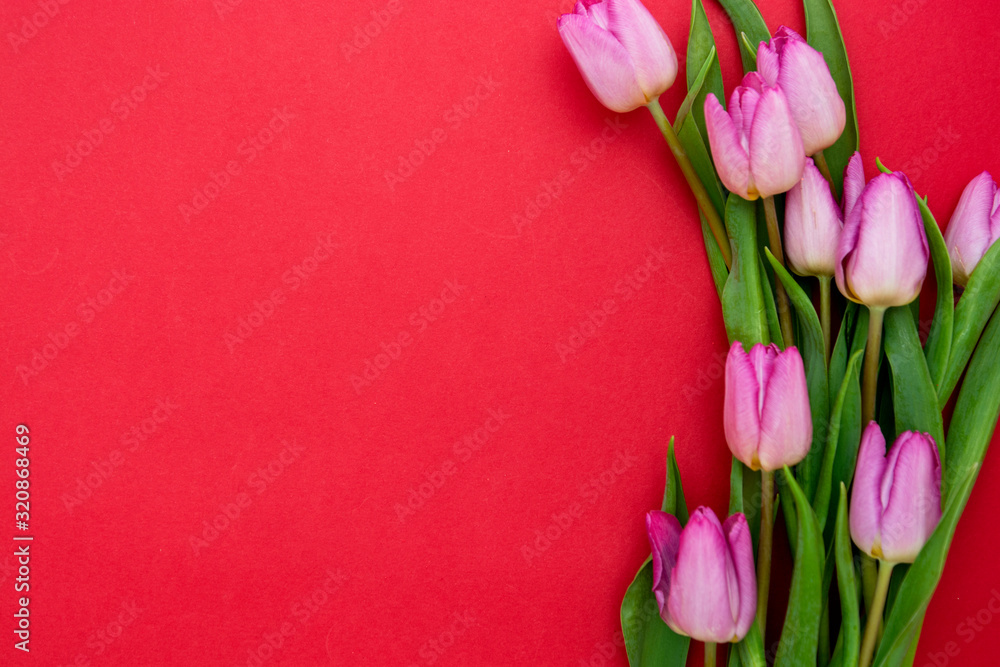 Pink or purple tulip flowers on red background. Top view with copy space. Valentine's day or mother's day concept. Pink or purple tulip flowers on red background. Top view with copy space. Valentine's day or mother's day concept.