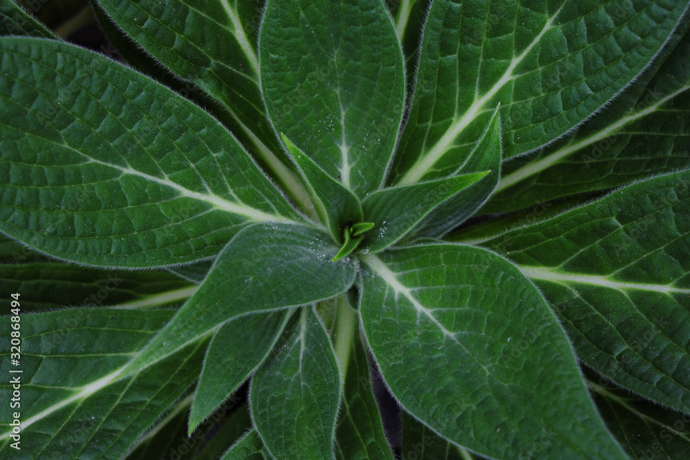 Echium candicans (2019) Echium candicans (2019)
