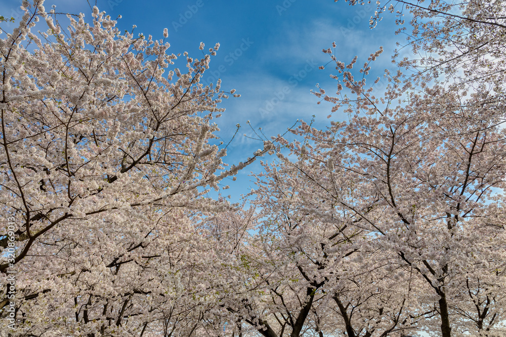 Cherry Blossom Trees During the Annual Washington DC Cherry Blossom Festival Cherry Blossom Trees During the Annual Washington DC Cherry Blossom Festival