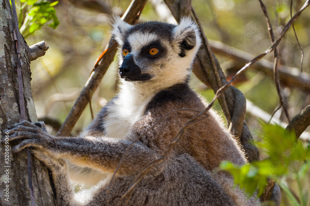 Obraz premium Ring-tailed lemur (Lemur catta / cata) on the island of Madagascar at the Isalo National Park
