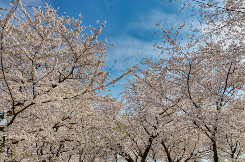 Cherry Blossom Trees During the Annual Washington DC Cherry Blossom Festival