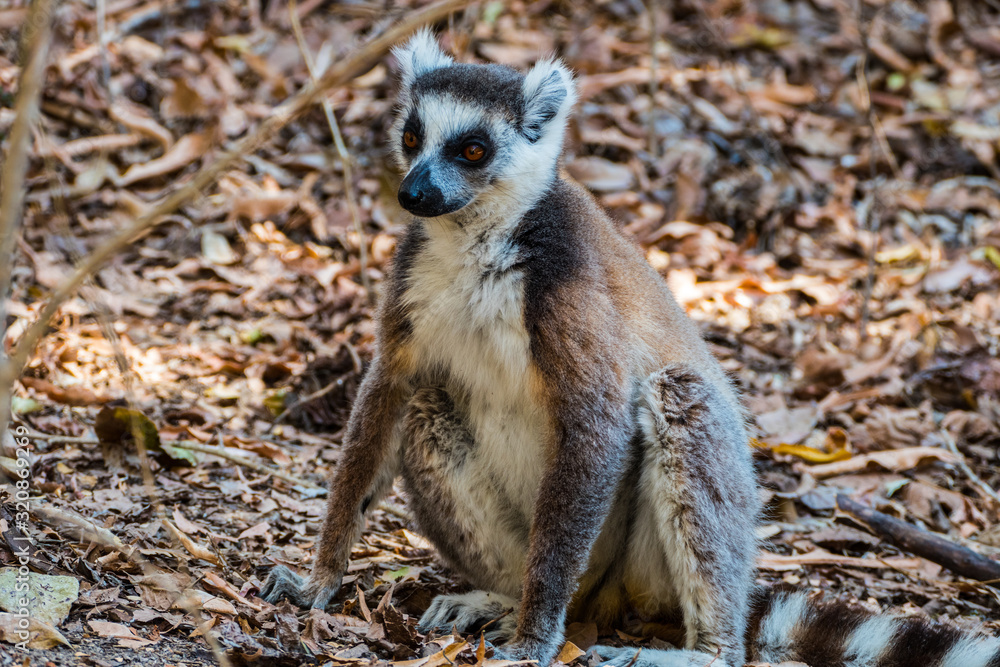 Obraz premium Ring-tailed lemur (Lemur catta / cata) on the island of Madagascar at the Isalo National Park