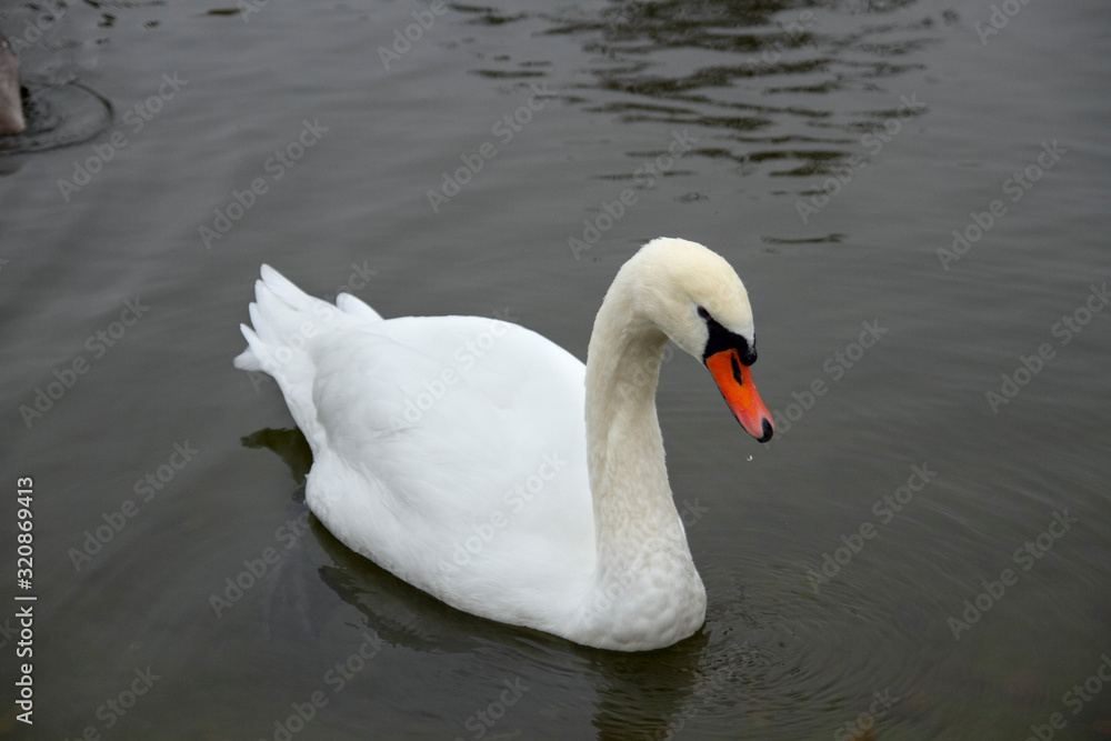 A beautiful graceful white swan swims on a dark pond on a cloudy day