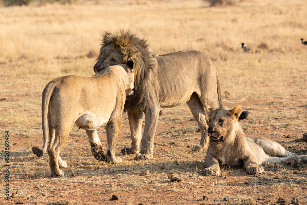 Big male lion approach a lioness to strengthen relationship in the pride Big male lion approach a lioness to strengthen relationship in the pride