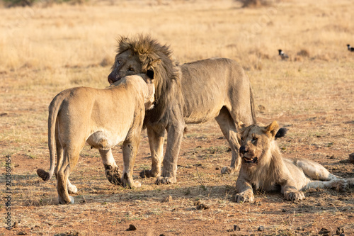 Big male lion approach a lioness to strengthen relationship in the pride