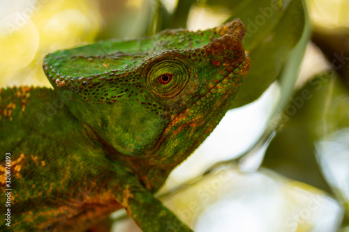 Parson s chameleon  Calumma parsonii   in Madagascars Andasibe-Mantadia National Park