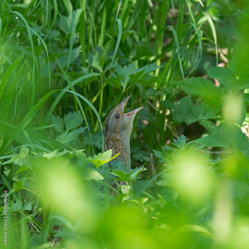 The corn crake, corncrake or landrail (Crex crex) is a bird in the rail family. The corn crake, corncrake or landrail (Crex crex) is a bird in the rail family.