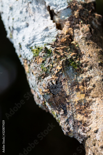 Mossy leaf-tailed gecko (Uroplatus sikorae) camouflaged on branch, Andasibe-Mantadia National Park, Madagascar. photo