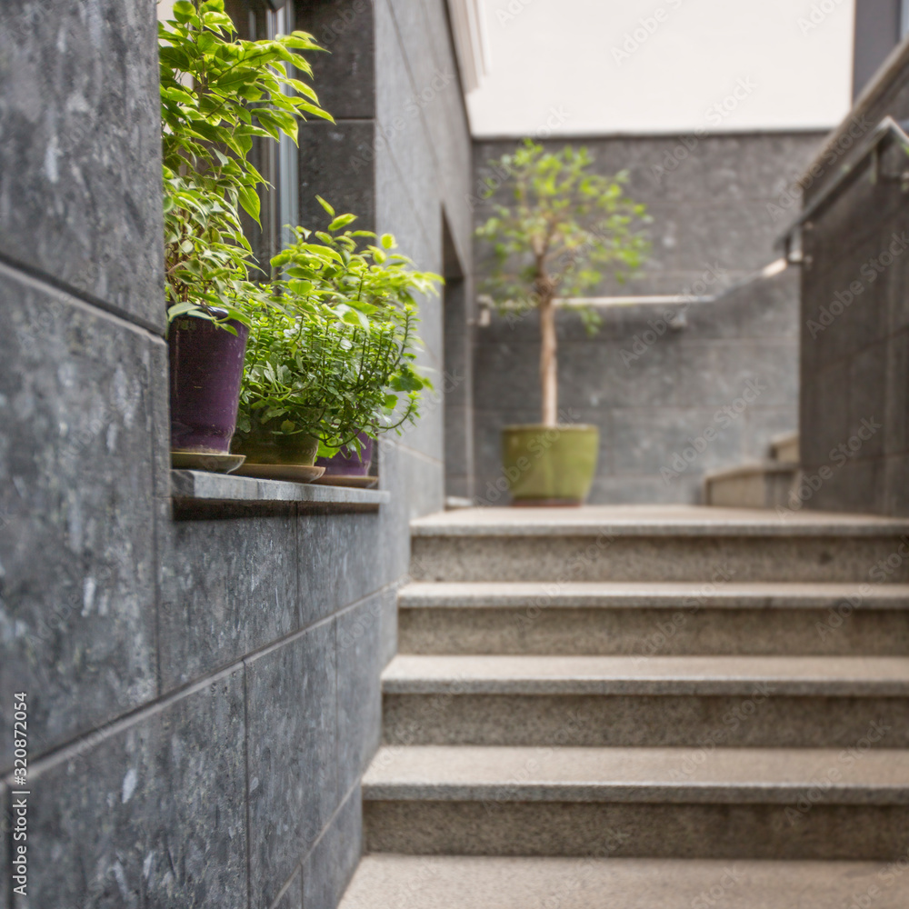 Green plants near cafe or restaurant entrance, concrete stairs Green plants near cafe or restaurant entrance, concrete stairs