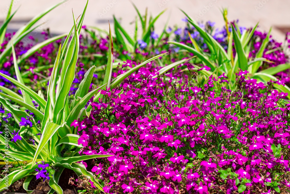 Obraz premium Beautiful flower beds near the house. Landscape gardening. Ornamental gardening.