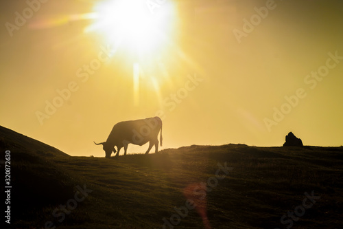 cow eating grass under the sun