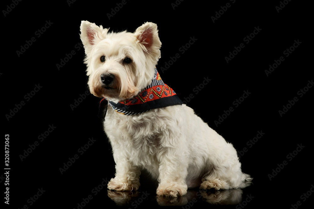 Studio shot of a lovely West Highland White Terrier westie Studio shot of a lovely West Highland White Terrier westie