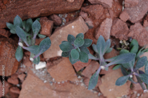 Senecio coccineiflorus (2019) photo