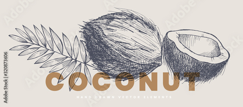 Hand drawn coconut leaf and nut. Natural nuts, chopped and whole. Organic food concept. It can be used for the design of cosmetics, menus and packaging. Vintage botanical illustration.