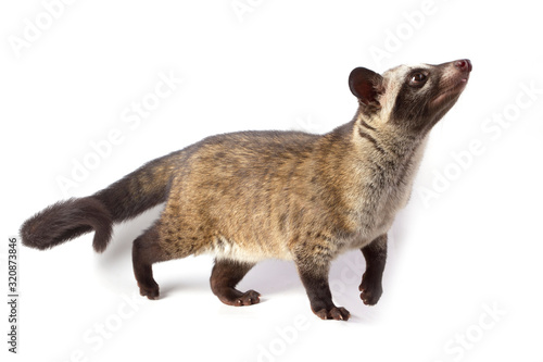 The Asian palm civet or luwak (Paradoxurus hermaphroditus). isolated on white background photo