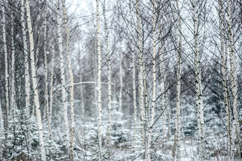 Winter snow covered trees beautiful birch tree mountains.