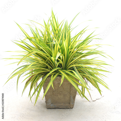 фотографія chlorophytum comosum ( spider plant ) on white