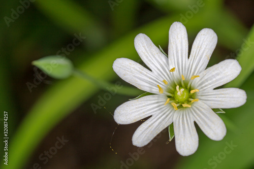 White flowers of Stellaria holostea closeup. Stellaria holostea, the addersmeat or greater stitchwort, is a perennial herbaceous flowering plant in the carnation family Caryophyllaceae. 
