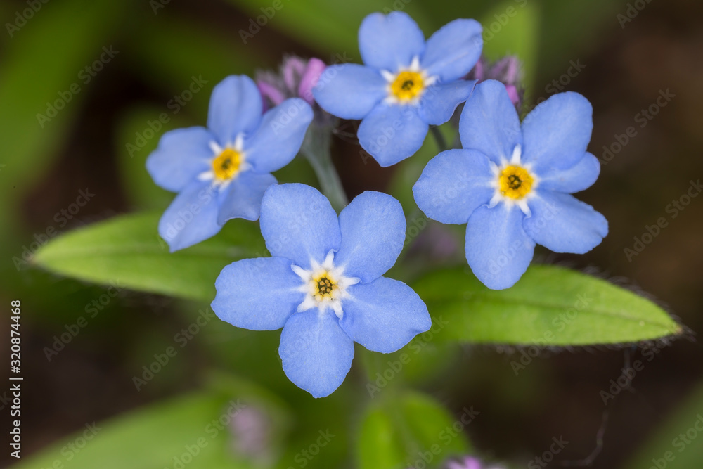Beautiful and delicate small blue Myosotis flowers close up. Wild blue little flower of Myosotis, closeup. A beautiful little flower, Myosotis scorpioides (Myosotis palustris). Beautiful and delicate small blue Myosotis flowers close up. Wild blue little flower of Myosotis, closeup. A beautiful little flower, Myosotis scorpioides (Myosotis palustris).
