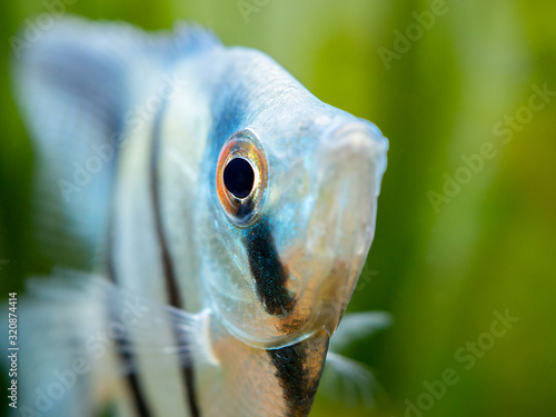 Photography macro close up of a zebra Angelfish in tank fish with blurred background (Pterop