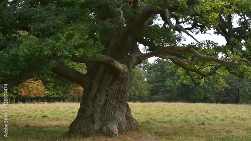 Centuries old English oak / pedunculate oak (Quercus robur) tree in late summer / autumn. Tilt up and zooming out photo