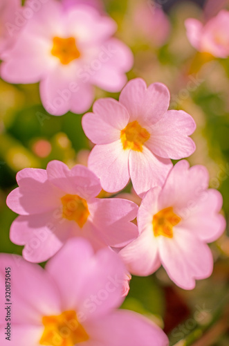 Small fragile primrose flowers bloom © galyna0404
