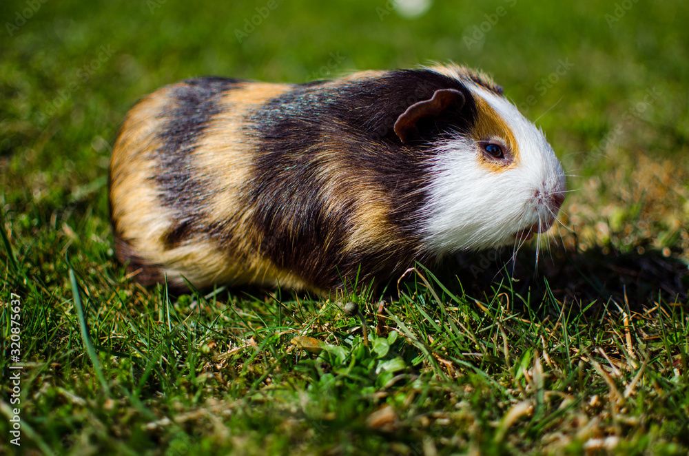 Grazing guinea pig on grass on a beautiful sunny spring day Grazing guinea pig on grass on a beautiful sunny spring day