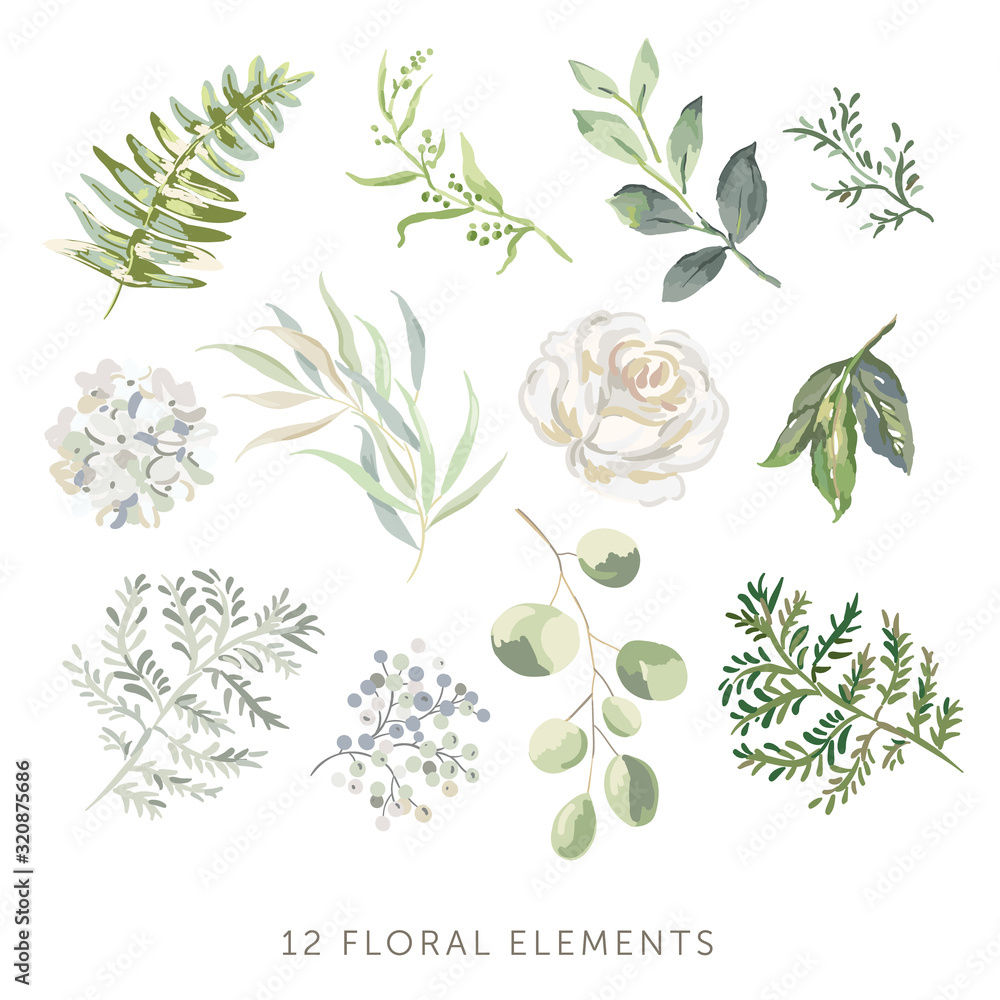 Rose, hydrangea, green leaves, fern, white background. Set of the floral greenery elements. Vector illustration. Romantic garden flowers. Wedding design clip art