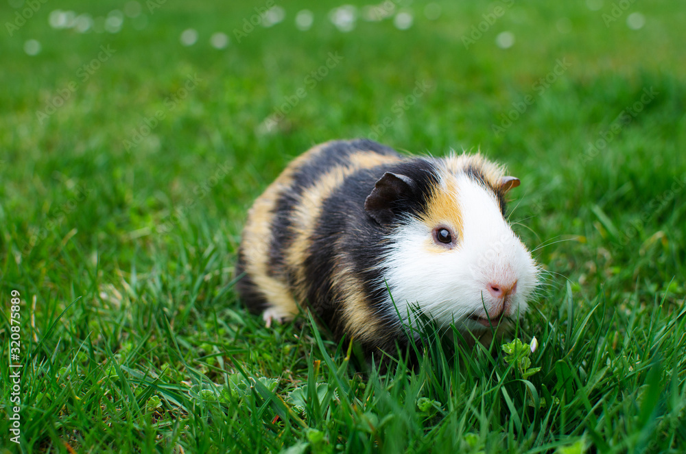 Grazing guinea pig on grass on a beautiful sunny spring day Grazing guinea pig on grass on a beautiful sunny spring day