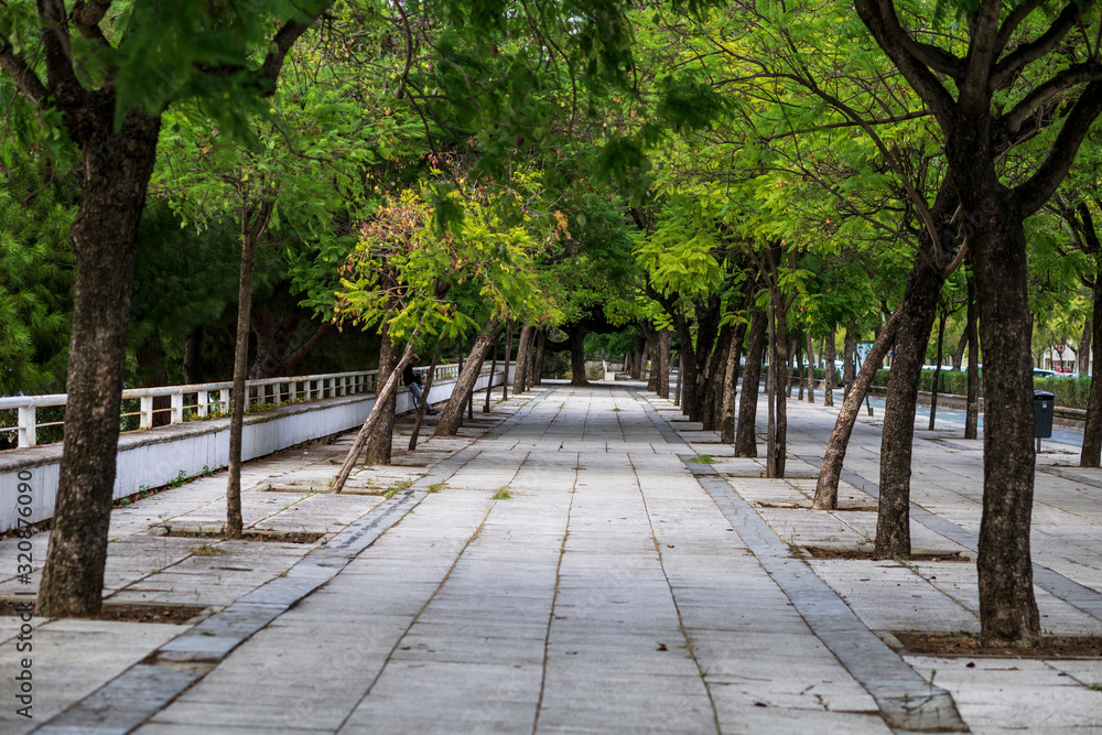 green trees in with tunnel perception, in the city of Seville Spain