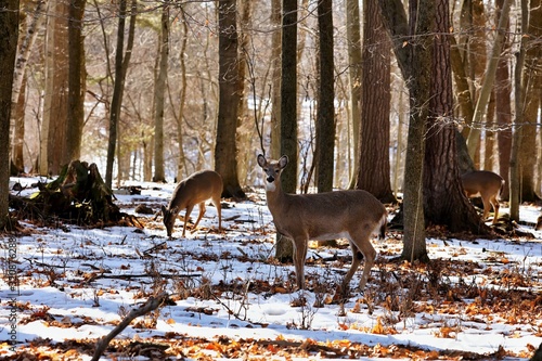 The white-tailed deer is tan or brown in the summer and grayish brown in winter. It has white on its throat  around its eyes and nose  on its stomach and on the underside of its tail. 