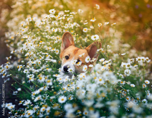portrait of a cute Corgi dog puppy lying on a Sunny meadow in the colors of white daisies