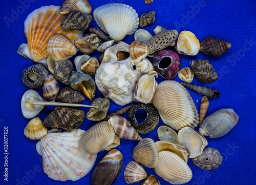 Conchas marinhas do Brasil encontradas na praias de Itanhaém photo