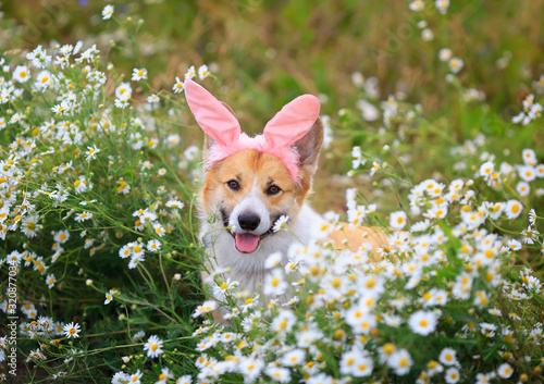 cute dog puppy Corgi sits in a Sunny meadow with daisies in pink Easter Bunny...