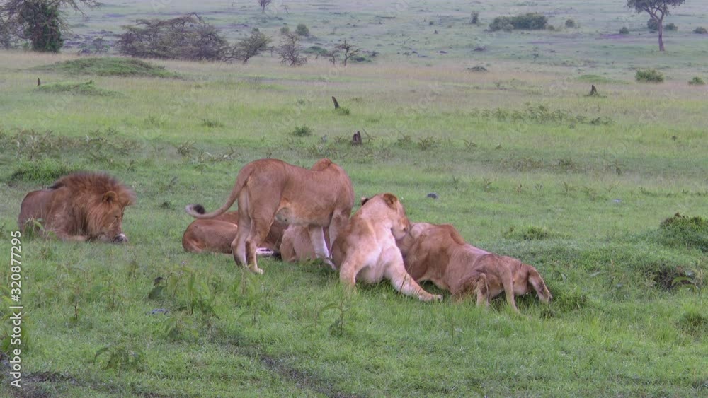 African lion (Panthera leo) sister cleaning nippels from one because she gave birth, cubs still in hiding, Masai Mara, Kenya. African lion (Panthera leo) sister cleaning nippels from one because she gave birth, cubs still in hiding, Masai Mara, Kenya.