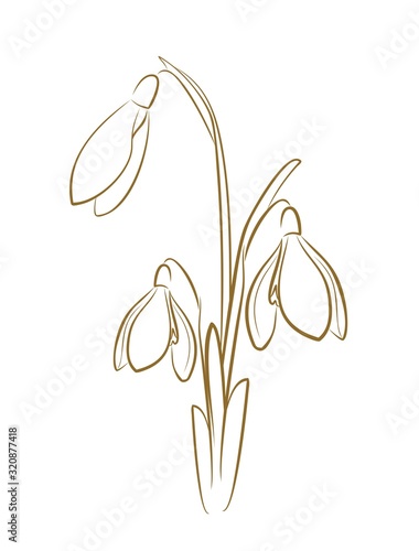 The sketch of a snowdrop flowers.