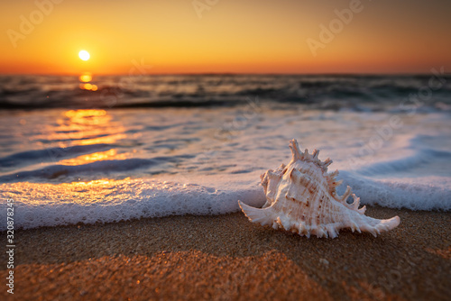 Sea shells on the beach at sunrise.