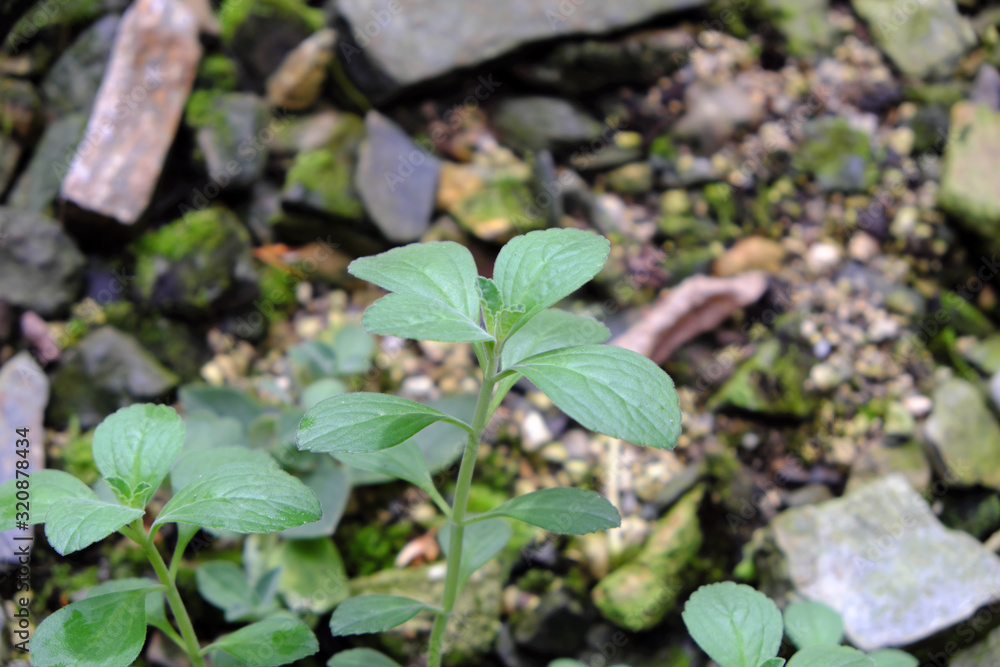 Tetradenia riparia (2019) Tetradenia riparia (2019)
