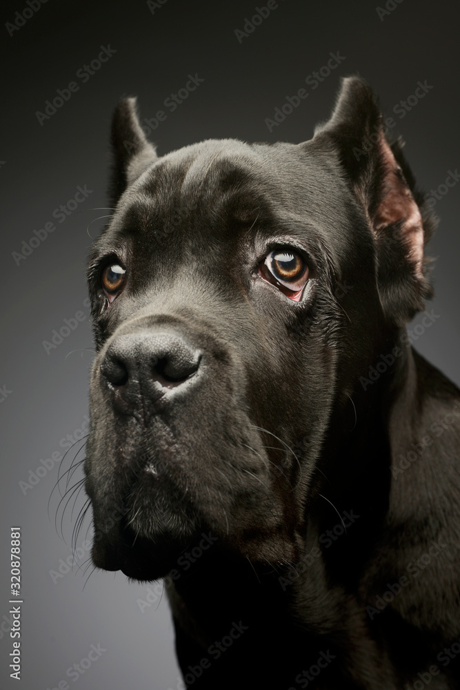 Portrait of a lovely cane corso puppy