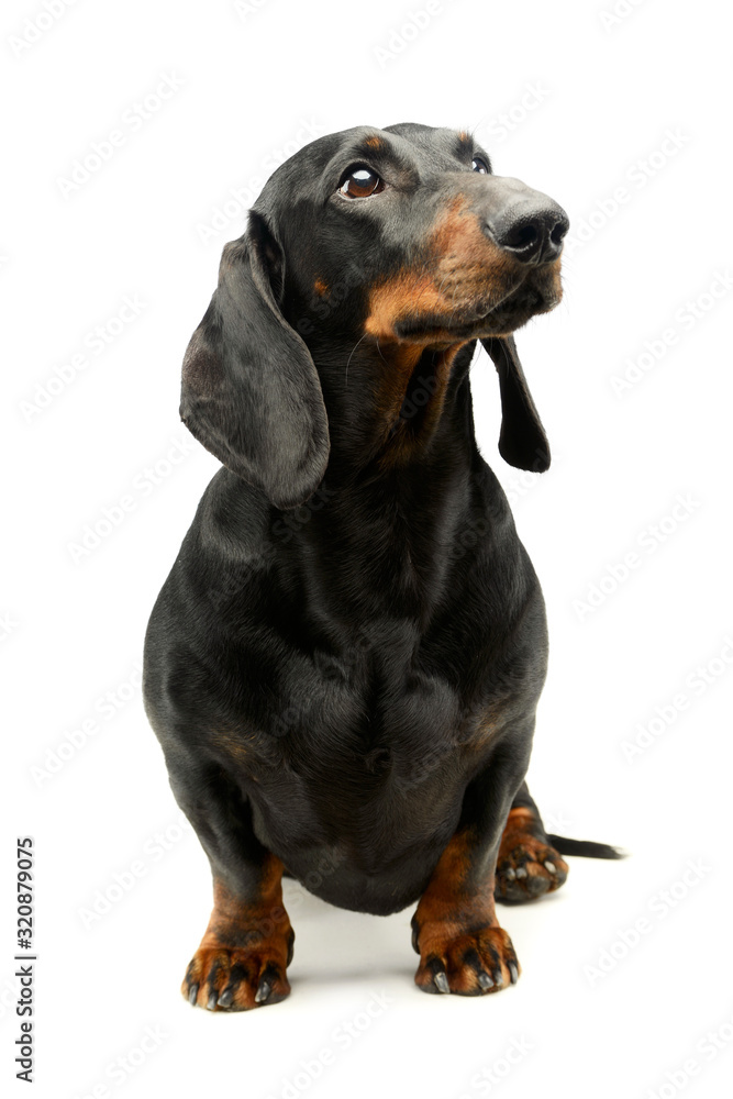 Studio shot of an adorable Dachshund