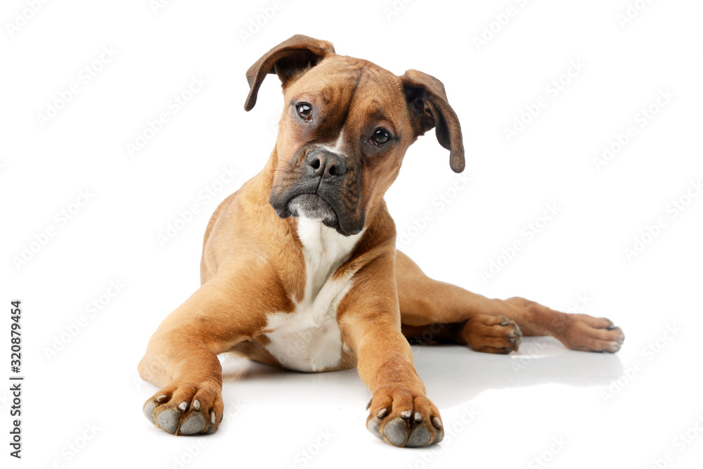 Studio shot of an adorable boxer puppy