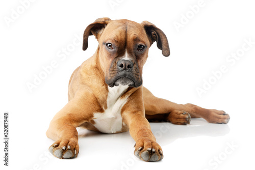 Studio shot of an adorable boxer puppy