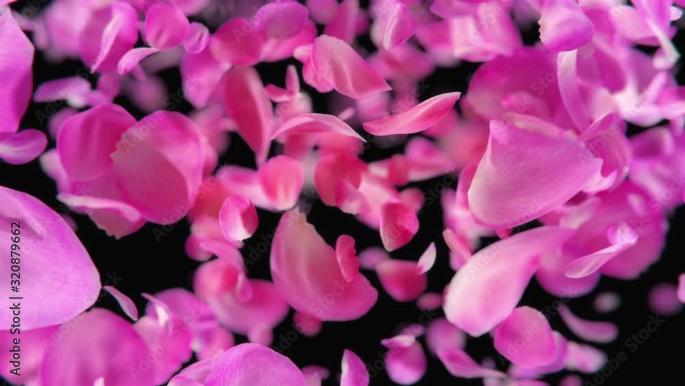 Pink Rose Petals falling loopable background in 4K Pink Rose Petals falling loopable background in 4K