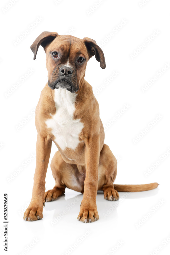 Studio shot of an adorable boxer puppy